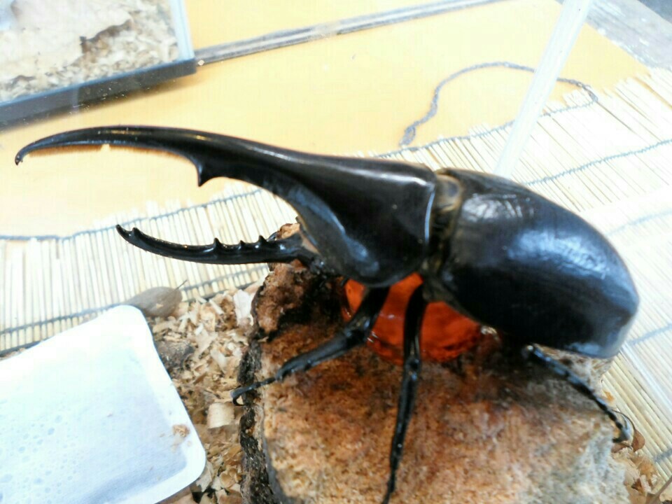 미국 여행하다 보면 보이는 도시별 로컬 증류소들 정리 (뉴욕·LA·시카고 등)